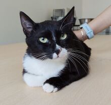 RONDA, Katze, Europäisch Kurzhaar in Spanien - Bild 6