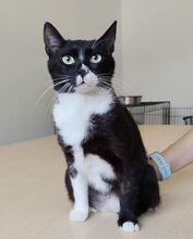 RONDA, Katze, Europäisch Kurzhaar in Spanien - Bild 7