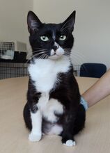 RONDA, Katze, Europäisch Kurzhaar in Spanien - Bild 8