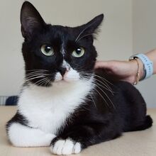 RONDA, Katze, Europäisch Kurzhaar in Spanien - Bild 9
