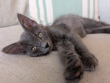 CARTIER, Katze, Europäisch Kurzhaar in Zypern - Bild 1
