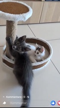CARTIER, Katze, Europäisch Kurzhaar in Zypern - Bild 4