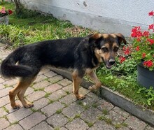 ROLFI, Hund, Mischlingshund in Rheinstetten - Bild 10