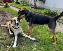 ROLFI, Hund, Mischlingshund in Rheinstetten - Bild 11