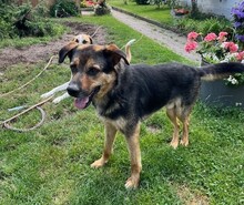 ROLFI, Hund, Mischlingshund in Rheinstetten - Bild 12