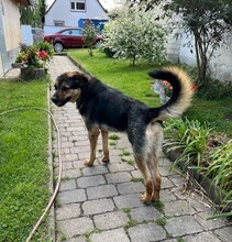 ROLFI, Hund, Mischlingshund in Rheinstetten - Bild 13
