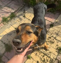 ROLFI, Hund, Mischlingshund in Rheinstetten - Bild 2