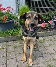 ROLFI, Hund, Mischlingshund in Rheinstetten - Bild 3