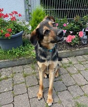 ROLFI, Hund, Mischlingshund in Rheinstetten - Bild 4