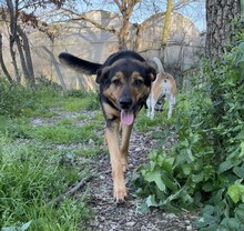 ROLFI, Hund, Mischlingshund in Rheinstetten - Bild 5