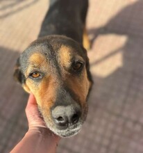 ROLFI, Hund, Mischlingshund in Rheinstetten - Bild 6