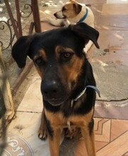 ROLFI, Hund, Mischlingshund in Rheinstetten - Bild 7