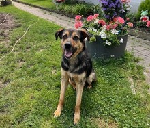 ROLFI, Hund, Mischlingshund in Rheinstetten - Bild 8