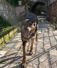 ROLFI, Hund, Mischlingshund in Rheinstetten - Bild 9