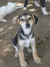 ELMO, Hund, Mischlingshund in Bulgarien - Bild 1