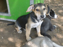 ELMO, Hund, Mischlingshund in Bulgarien - Bild 2