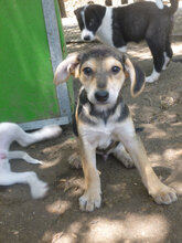 ELMO, Hund, Mischlingshund in Bulgarien - Bild 3