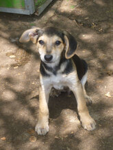 ELMO, Hund, Mischlingshund in Bulgarien - Bild 4