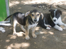 ELMO, Hund, Mischlingshund in Bulgarien - Bild 5