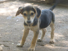 ELMO, Hund, Mischlingshund in Bulgarien - Bild 6