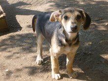 ELMO, Hund, Mischlingshund in Bulgarien - Bild 7