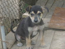 ELMO, Hund, Mischlingshund in Bulgarien - Bild 8