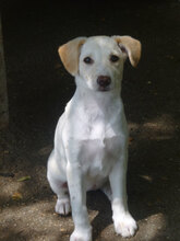 ELINOR, Hund, Mischlingshund in Bulgarien - Bild 1
