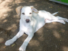 ELINOR, Hund, Mischlingshund in Bulgarien - Bild 10