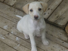 ELINOR, Hund, Mischlingshund in Bulgarien - Bild 11