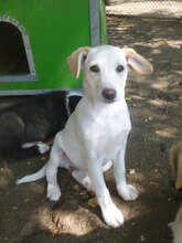 ELINOR, Hund, Mischlingshund in Bulgarien - Bild 2