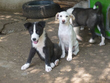 ELINOR, Hund, Mischlingshund in Bulgarien - Bild 3
