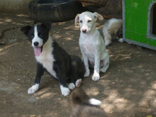 ELINOR, Hund, Mischlingshund in Bulgarien - Bild 4