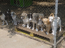 ELINOR, Hund, Mischlingshund in Bulgarien - Bild 5