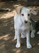 ELINOR, Hund, Mischlingshund in Bulgarien - Bild 6