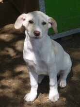 ELINOR, Hund, Mischlingshund in Bulgarien - Bild 7