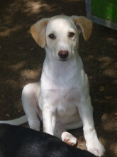 ELINOR, Hund, Mischlingshund in Bulgarien - Bild 8