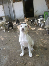 ELINOR, Hund, Mischlingshund in Bulgarien - Bild 9