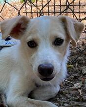 PENNY, Hund, Mischlingshund in Italien - Bild 1