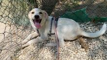 PENNY, Hund, Mischlingshund in Italien - Bild 2
