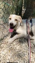 PENNY, Hund, Mischlingshund in Italien - Bild 3