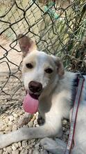 PENNY, Hund, Mischlingshund in Italien - Bild 4