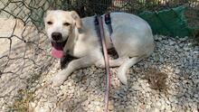 PENNY, Hund, Mischlingshund in Italien - Bild 5