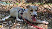 PENNY, Hund, Mischlingshund in Italien - Bild 6