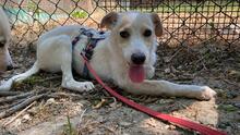 PENNY, Hund, Mischlingshund in Italien - Bild 7