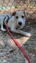 PENNY, Hund, Mischlingshund in Italien - Bild 8