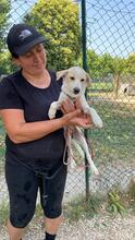 PENNY, Hund, Mischlingshund in Italien - Bild 9