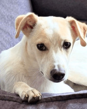 PENNY, Hund, Mischlingshund in Bergisch Gladbach