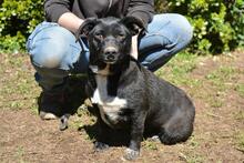 NETTIE, Hund, Mischlingshund in Italien - Bild 1