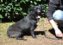 NETTIE, Hund, Mischlingshund in Italien - Bild 10