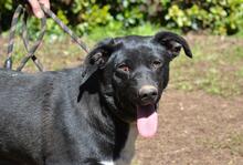 NETTIE, Hund, Mischlingshund in Italien - Bild 11